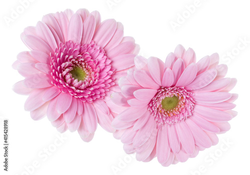 Bouquet of two   pink tulips flowers isolated on white background closeup. Flowers bunch in air  without shadow. Top view  flat lay.