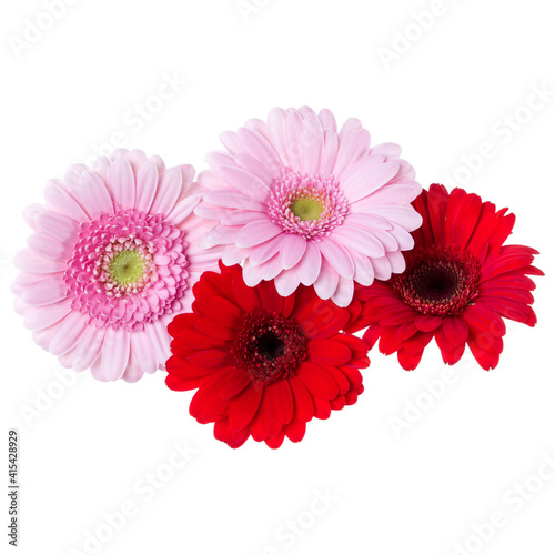 Bouquet of   pink and red and red gerbera flower heads isolated on white background closeup. Flowers bunch in air  without shadow. Top view  flat lay.