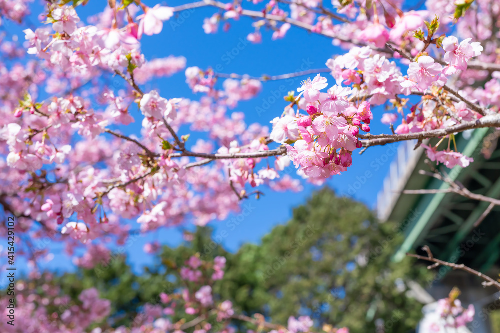 静岡県賀茂郡河津町 河津ループ橋と上条の河津桜 静岡県賀茂郡河津町 河津ループ橋と上条の河津桜
