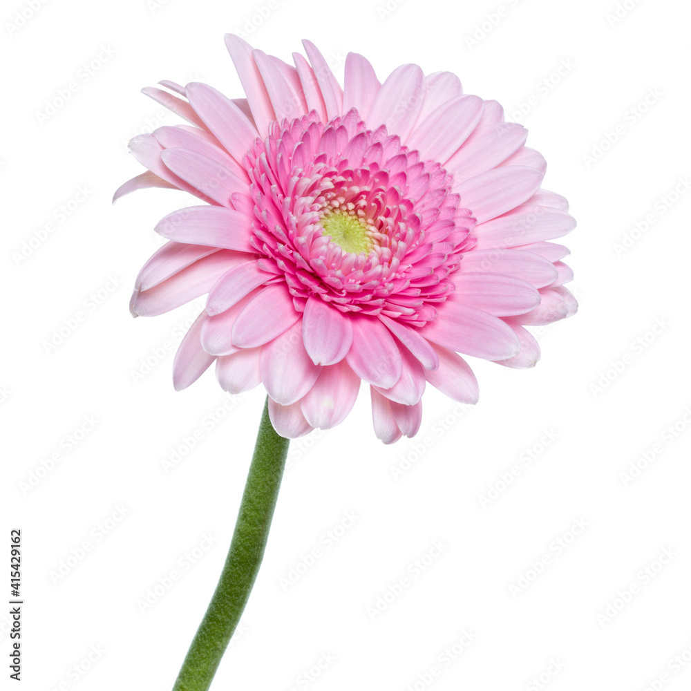 Vertical pink gerbera flower with long stem isolated on white background Vertical pink gerbera flower with long stem isolated on white background