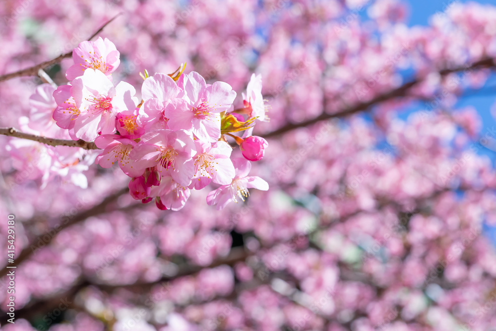 Fototapeta premium 静岡県賀茂郡河津町 河津ループ橋と上条の河津桜