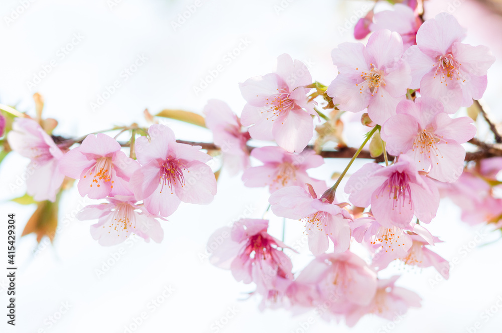 Fototapeta premium 桜の花 河津桜 ピンク 白背景 日本の春
