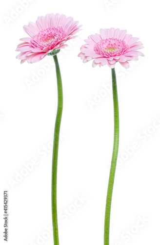 two Vertical pink gerbera flowers with long stem isolated on white background