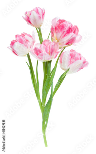 Bouquet of spring pink tulips flowers isolated on white background closeup. Flowers bunch in air, without shadow. Top view, flat lay.