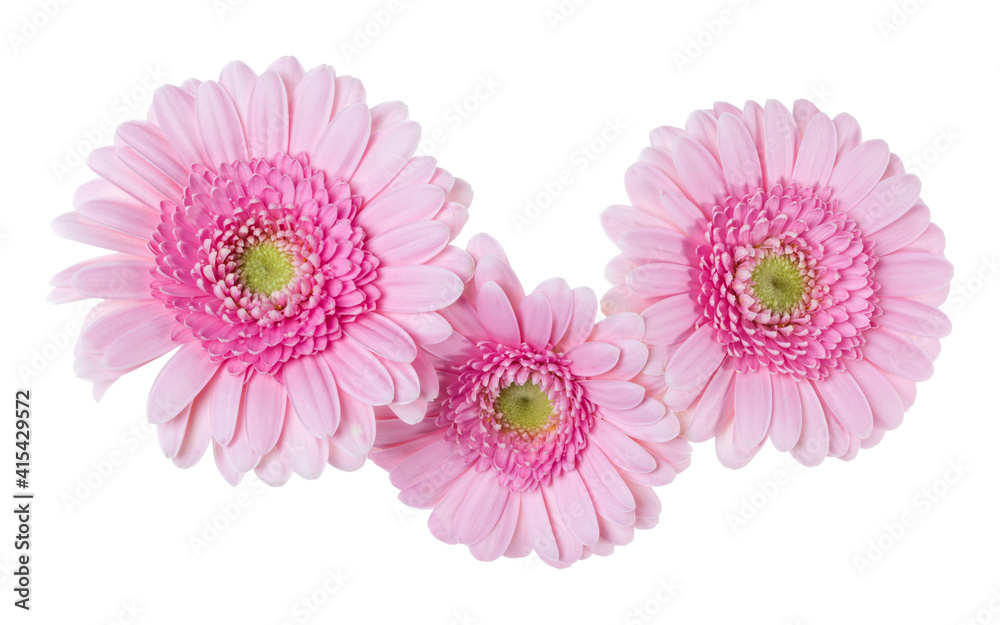 Three pink gerbera flower heads isolated on white background closeup. Gerbera in air, without shadow. Top view, flat lay. Three pink gerbera flower heads isolated on white background closeup. Gerbera in air, without shadow. Top view, flat lay.