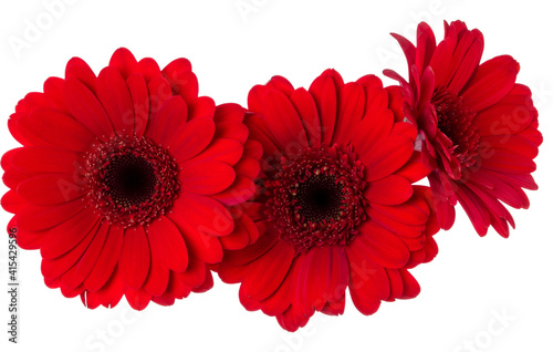 фотографія Three   red gerbera flower heads isolated on white background closeup