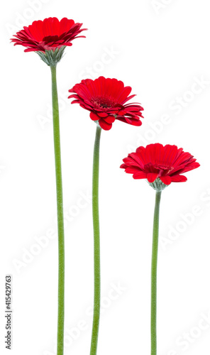 three Vertical red gerbera flowers with long stem isolated over white background