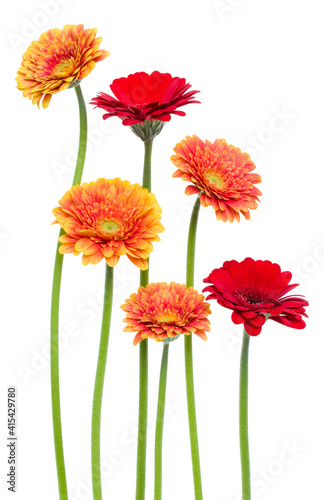 Vertical   gerbera flowers with long stem isolated over white background. Spring bouquet.