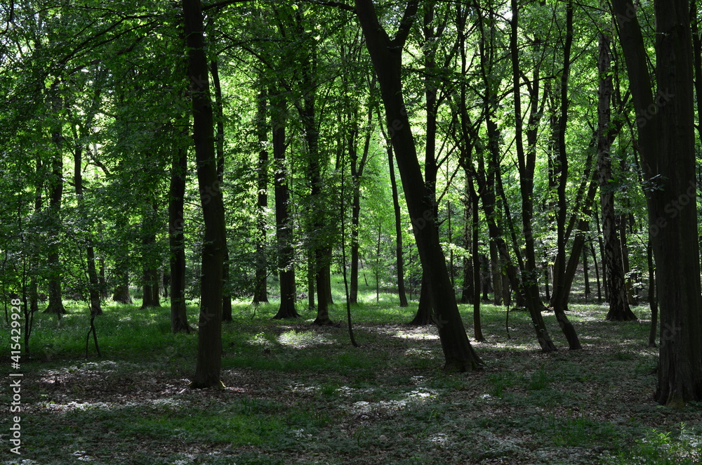 Wysokie drzewa w parku wczesną wiosną, świeża zieleń, Park Leśnicki, Wrocław Wysokie drzewa w parku wczesną wiosną, świeża zieleń, Park Leśnicki, Wrocław