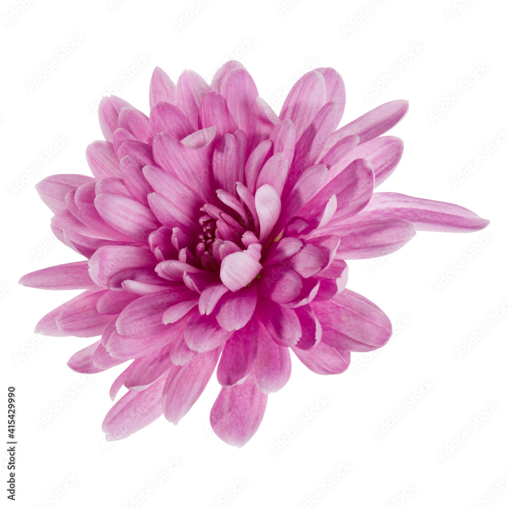 one chrysanthemum flower head isolated on white background closeup. Garden flower, no shadows, top view, flat lay. .