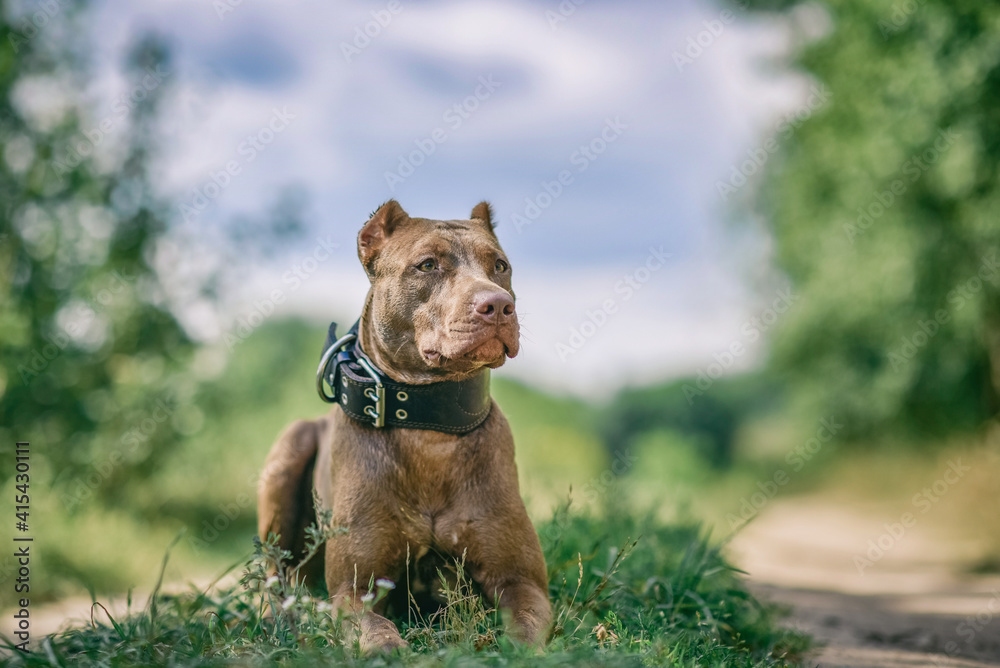 The formidable pit bull terrier lies on the grass in the field. The formidable pit bull terrier lies on the grass in the field.