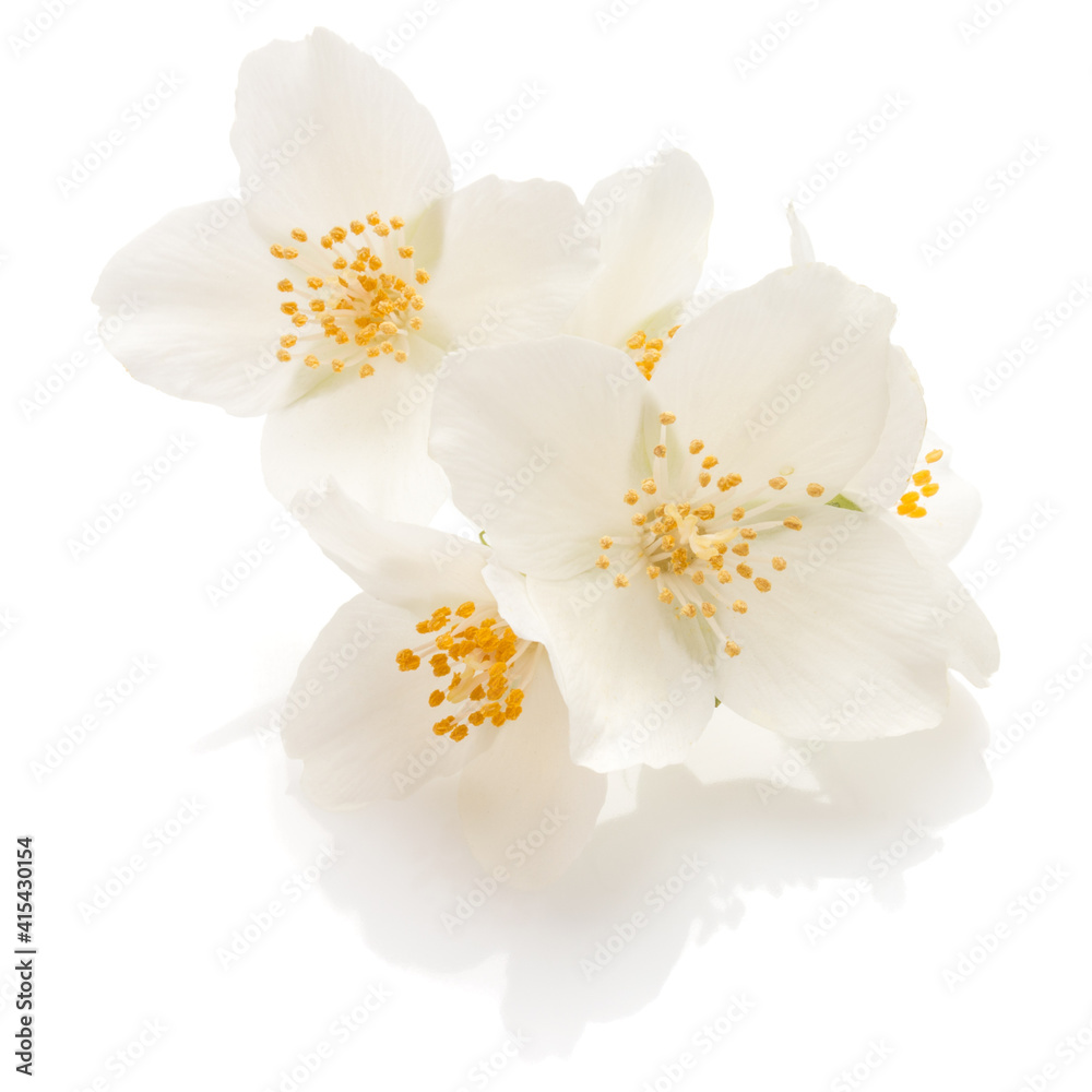 Jasmine flowers isolated on white background cutout.