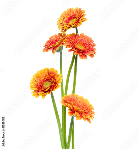 Vertical orange gerbera flowers with long stem isolated on white background. Spring bouquet. .