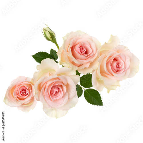 pink roses isolated on white background closeup. Rose flower bouquet in air, without shadow. Top view, flat lay..