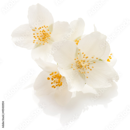 Jasmine flowers isolated on white background cutout.