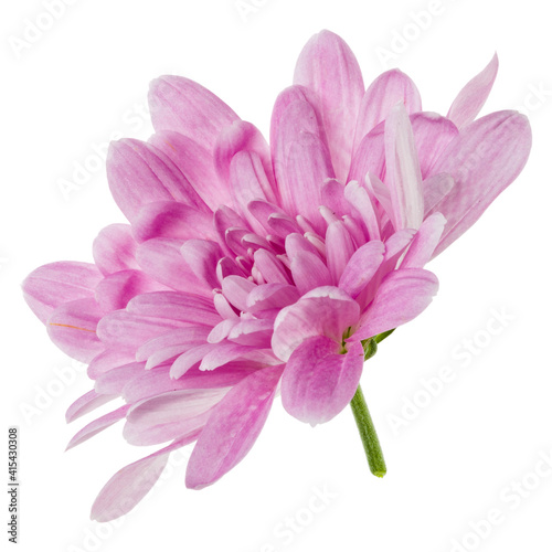 one chrysanthemum flower head isolated on white background closeup. Garden flower  no shadows  top view  flat lay. ..