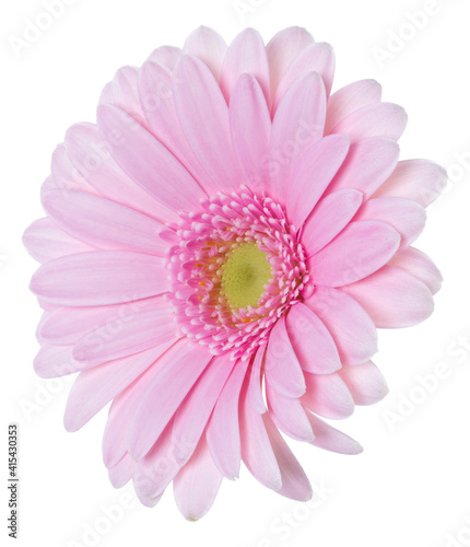   pink gerbera flower head isolated on white background closeup. Gerbera in air  without shadow. Top view  flat lay. ..