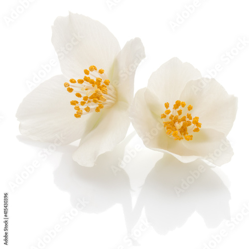 Jasmine flowers isolated on white background cutout..
