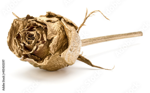 One gold rose isolated on white background cutout. Golden dried flower head, romance concept. ..