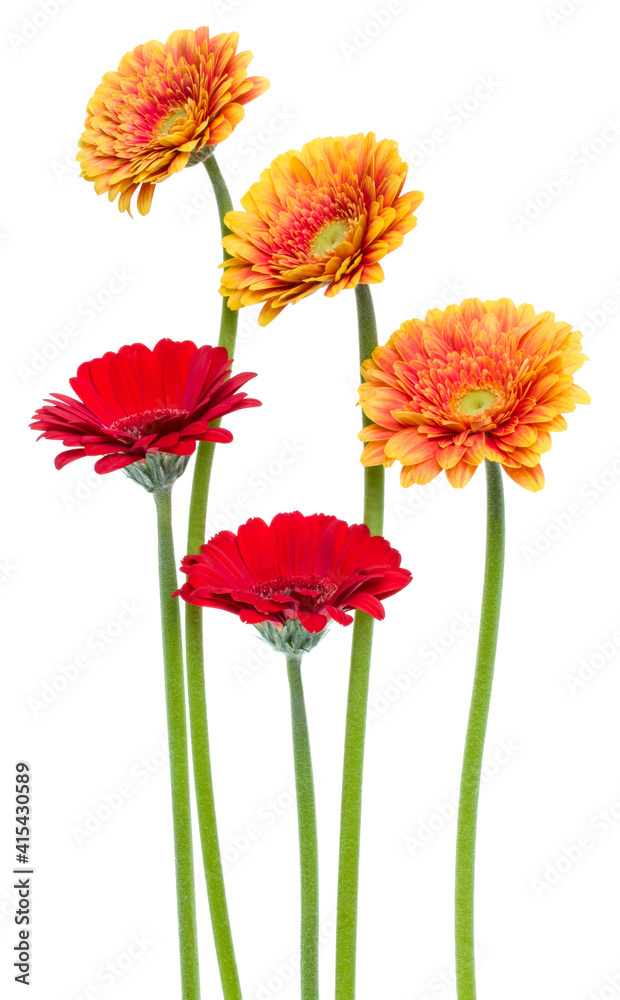 Fototapeta premium Vertical gerbera flowers with long stem isolated over white background. Spring bouquet. .