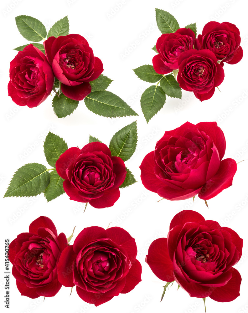 Collection of red roses isolated on white background. Set of different bouquet. Flat lay, top view. Collection of red roses isolated on white background. Set of different bouquet. Flat lay, top view.
