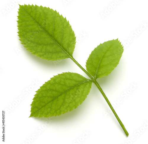 Green rose leaf isolated over white background cutout .