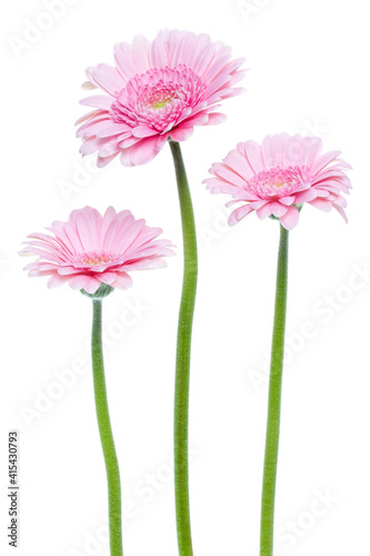 three Vertical pink gerbera flowers with long stem isolated on white background