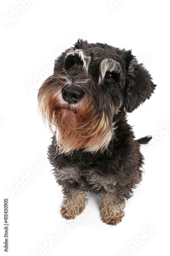 funny head miniature schnauzer dog dog isolated on white 