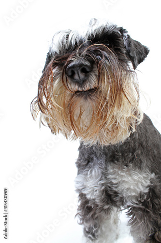 funny head miniature schnauzer dog dog isolated on white 