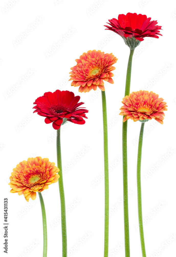 Vertical gerbera flowers with long stem isolated over white background. Spring bouquet. . Vertical gerbera flowers with long stem isolated over white background. Spring bouquet. .