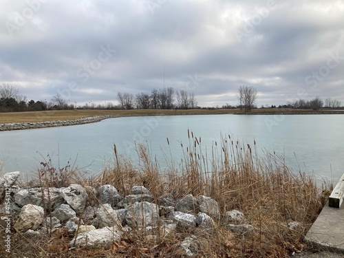 cattails next to the lake in winter