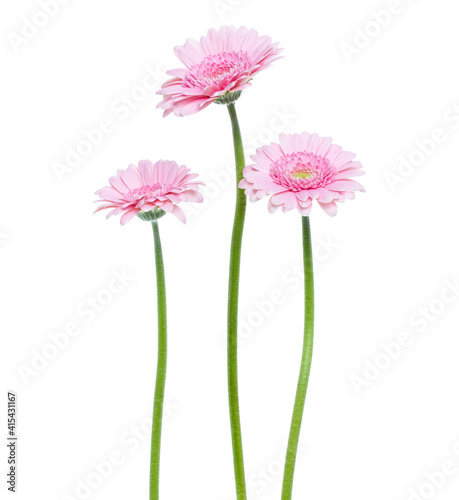three Vertical pink gerbera flowers with long stem isolated over white background.