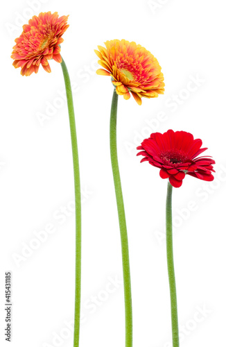 three Vertical gerbera flowers with long stem isolated over white background.