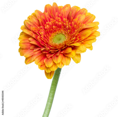 Vertical orange gerbera flower with long stem isolated over white background. photo