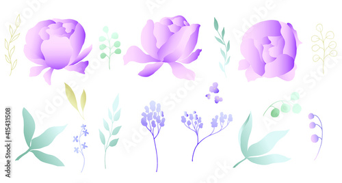 Flowers and leaves of peons. Vector illustration.