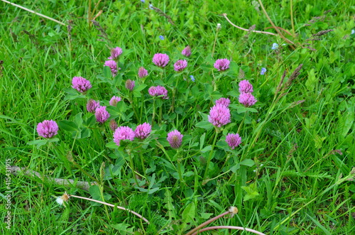 Koniczyna czerwona,  Trifolium pratense, w naturalnym środowisku