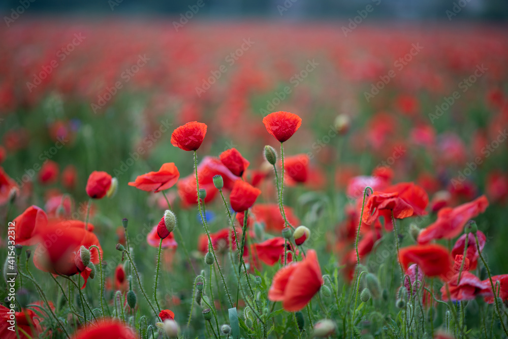 Naklejka premium red poppy field