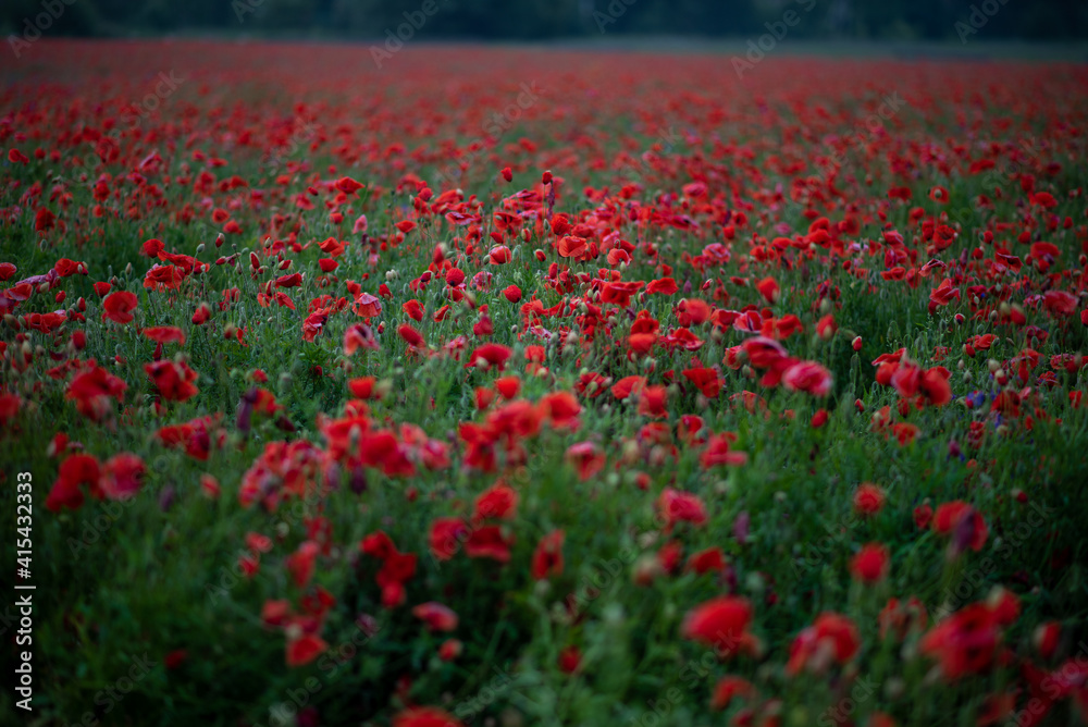 field of red poppies