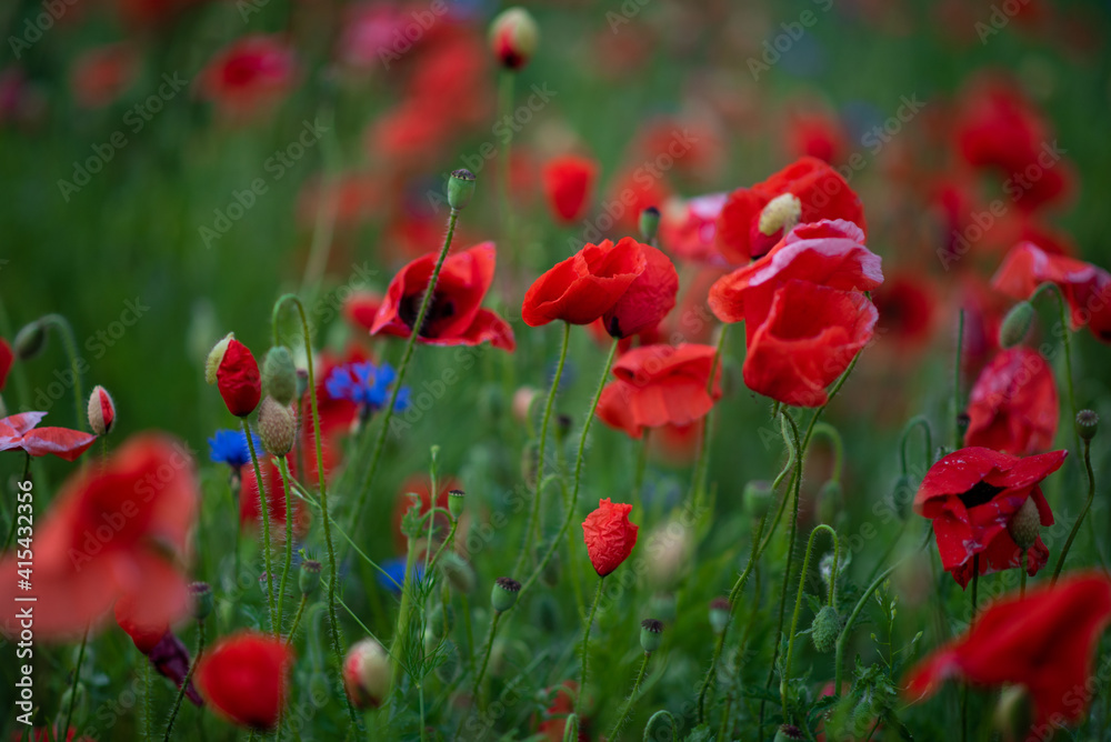Fototapeta premium field of poppies