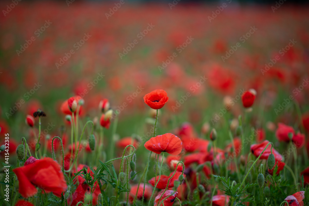 red poppy field