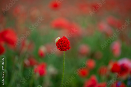 red poppy in a field