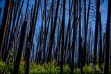 burned forest regrowth