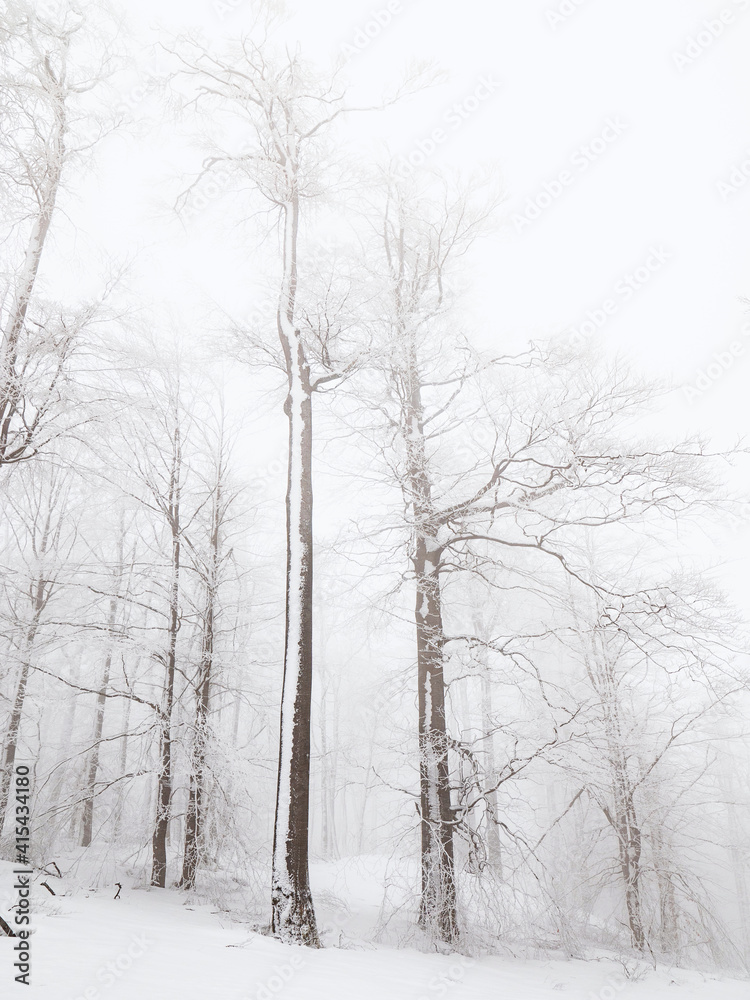 Frozen winter forest. Trees covered with snow and frost. Frozen winter forest. Trees covered with snow and frost.