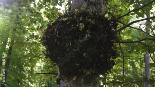 Forest pathology, plant diseases. The tumor, gnarl on the trunk of hornbeam
 photo