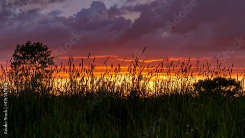 Tall grass in front of a beautiful sunset or sunrise with colorful clouds. Yellow, orange and purple clouds 