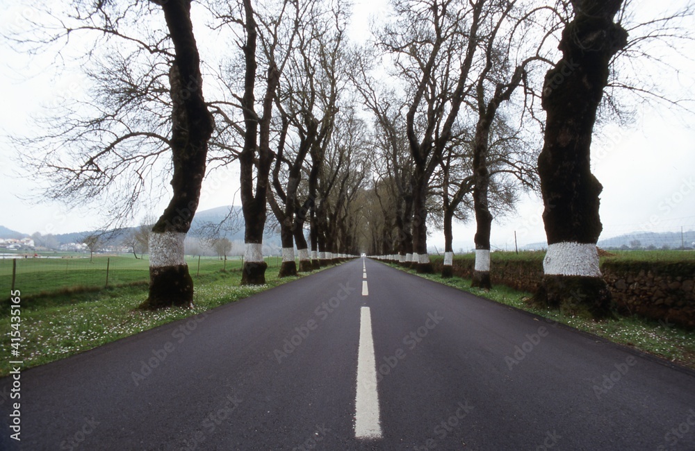 Perspectiva de una carretera portuguesa con alineamiento de árboles en ambos lados, marcadas con pintura blanca para mejorar la seguridad vial Perspectiva de una carretera portuguesa con alineamiento de árboles en ambos lados, marcadas con pintura blanca para mejorar la seguridad vial