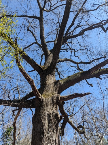 Rise and Reign of the Old Oak