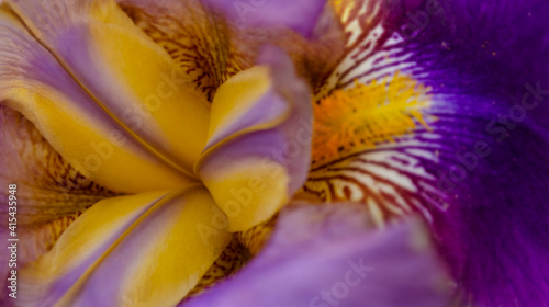 Beautiful garden flower close up.Beautiful purple, Violet and yellow iris flower. Close-up of a flower iris blurred natural background. Selective focus.