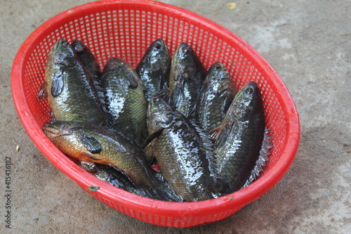 anabas perch fish harvest and sale in india anabas perch fish culture in indoor biofloc unit in india photo