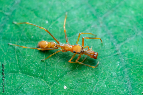 ant on leaf © Huy